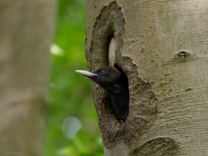 Zwarte Specht<br>Black Woodpecker
