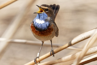 Blauwborst<br>Bluethroat