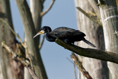 Aalscholver<br>(Great) Cormorant