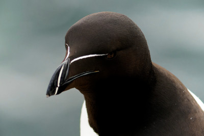 Alk<br>Razorbill