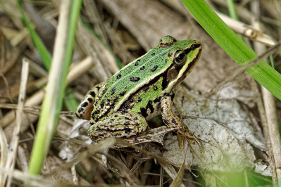 BastaardkikkerGreen Frog