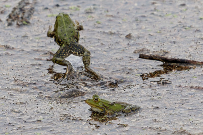 PoelkikkerPool Frog