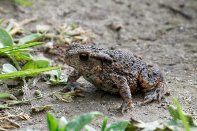 Gewone PadCommon toad