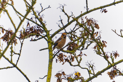 Appelvink<br>Hawfinch