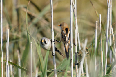 Baardman<br>Bearded Reedling