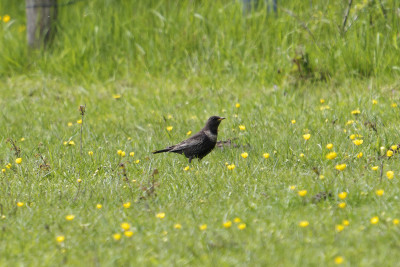 Beflijster<br>Ring Ouzel