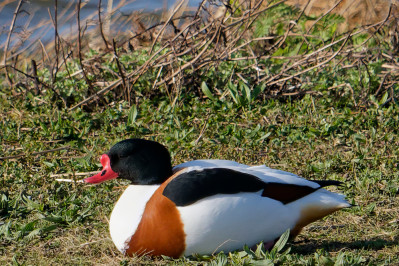 eend bergeend biesbosch 2025 dsc4318 dxo