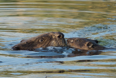 Bever<br>Beaver