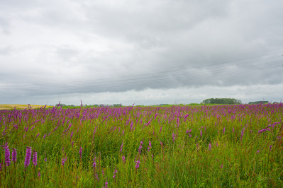 Polder de Kroon en de Zalm