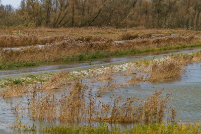 Polder de Kroon en de Zalm