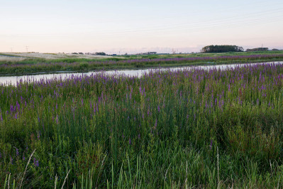 Polder Maltha