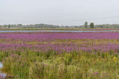 Polder Muggenwaard