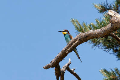 BijeneterBee-eater