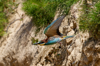 BijeneterBee-eater