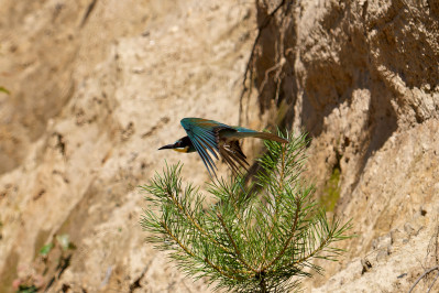 BijeneterBee-eater