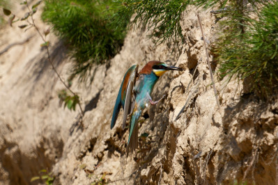 BijeneterBee-eater