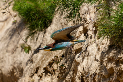 BijeneterBee-eater