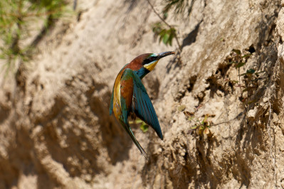 BijeneterBee-eater