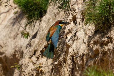 BijeneterBee-eater