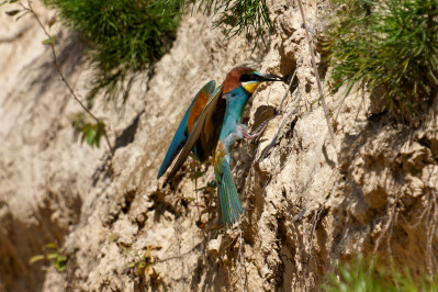 BijeneterBee-eater