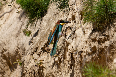 BijeneterBee-eater