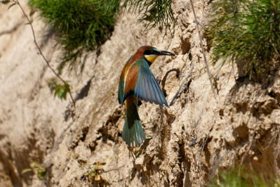 BijeneterBee-eater