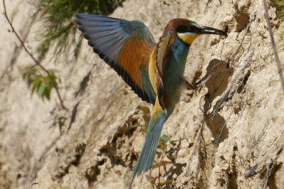 BijeneterBee-eater