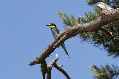 BijeneterBee-eater