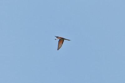 Bijeneter<br>Bee Eater