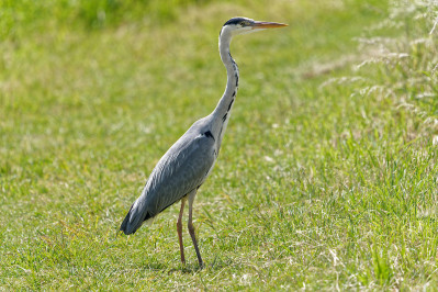 Blauwe Reiger 