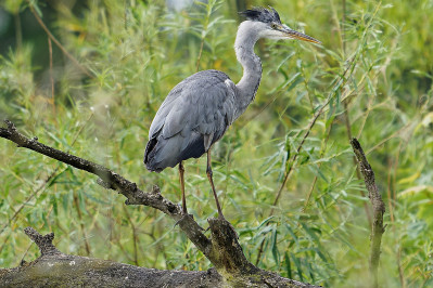 Blauwe Reiger