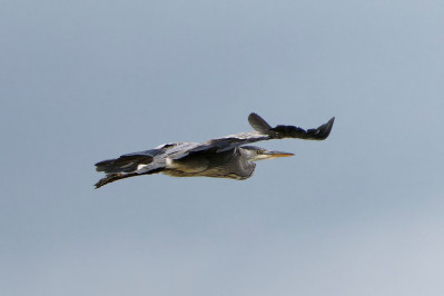 Blauwe Reiger