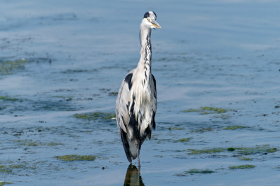  Blauwe Reiger