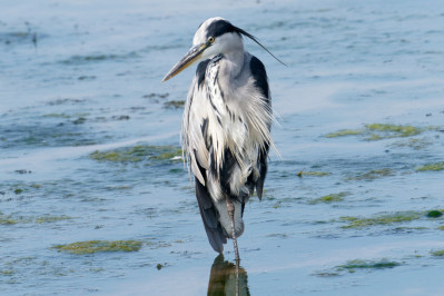  Blauwe Reiger