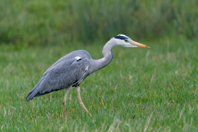 Blauwe Reiger