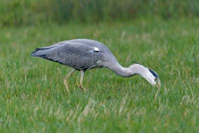 Blauwe Reiger