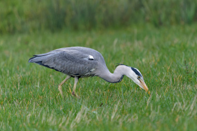 Blauwe Reiger