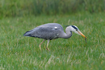 Blauwe Reiger