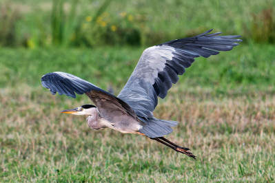 Blauwe ReigerGrey Heron