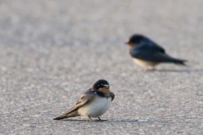 Boerenzwaluw /juvBarn Swallow /juv