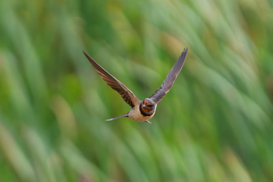 BoerenzwaluwBarn Swallow