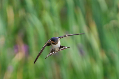 BoerenzwaluwBarn Swallow