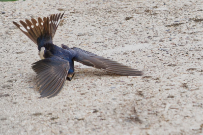 BoerenzwaluwBarn Swallow