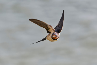 BoerenzwaluwBarn Swallow