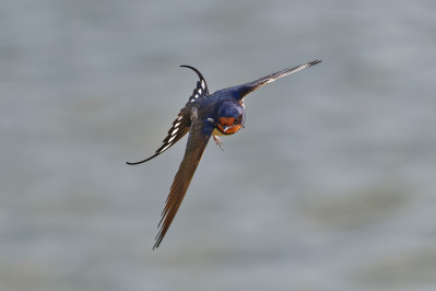 BoerenzwaluwBarn Swallow