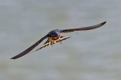 BoerenzwaluwBarn Swallow