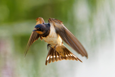 BoerenzwaluwBarn Swallow