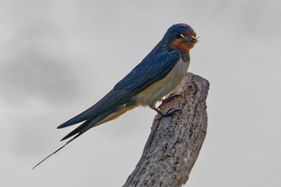 BoerenzwaluwBarn Swallow