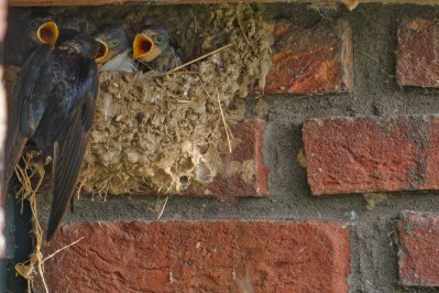 BoerenzwaluwBarn Swallow