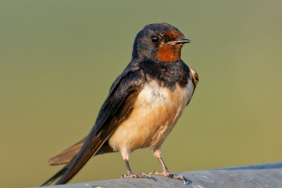 BoerenzwaluwBarn Swallow